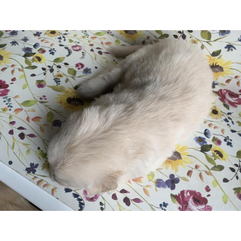 販売中の鹿児島県のゴールデンレトリーバー-449079の2枚目