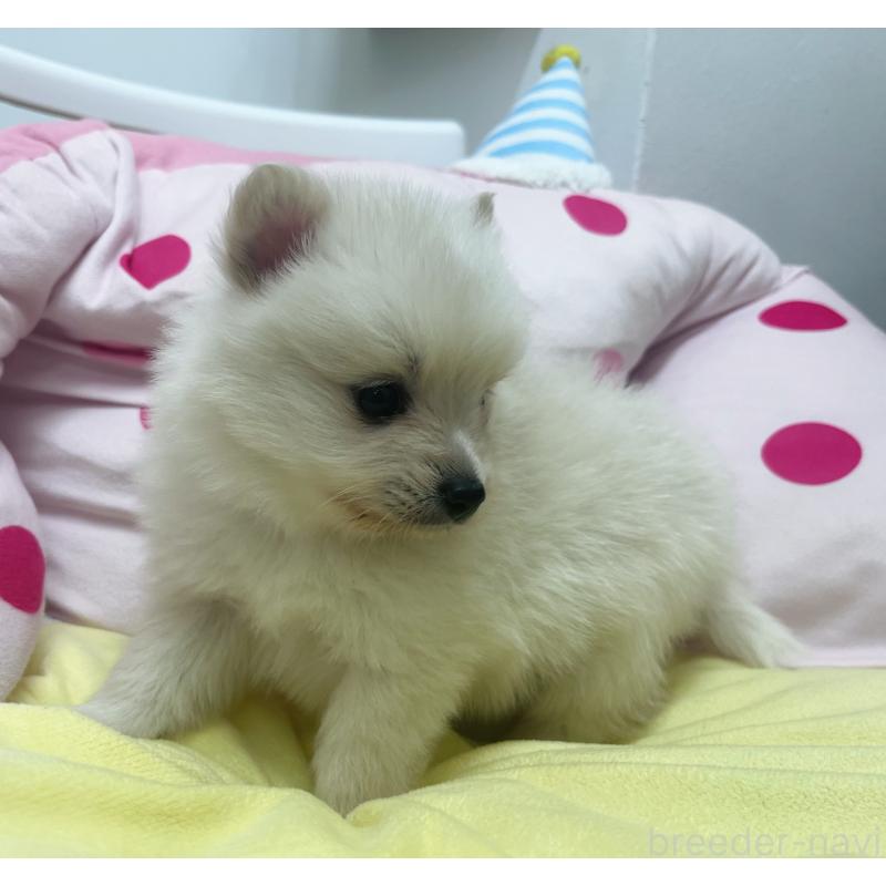 販売中の東京都のミックス犬-449080の8枚目