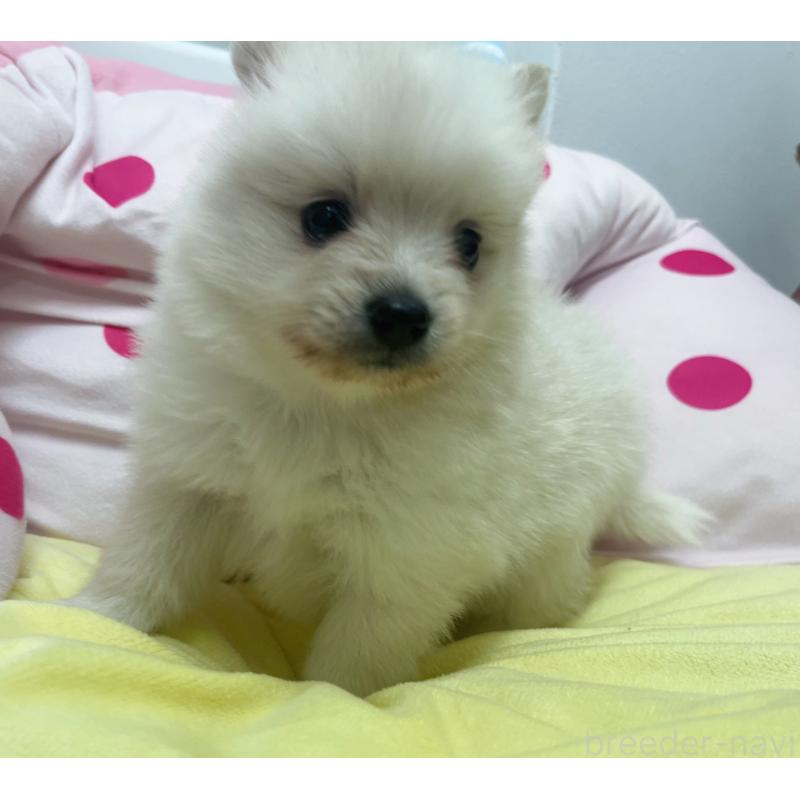 販売中の東京都のミックス犬-449080の7枚目