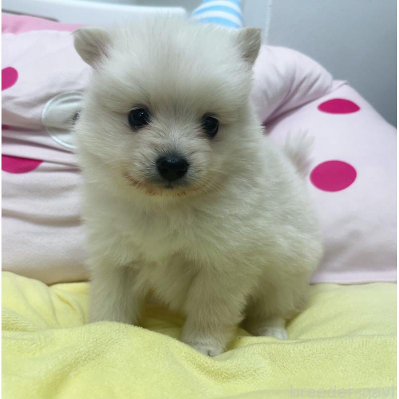 販売中の東京都のミックス犬-449080の5枚目