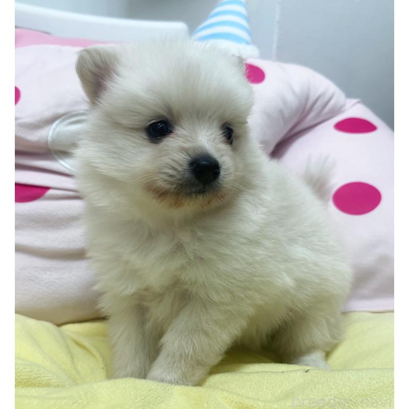 販売中の東京都のミックス犬-449080の4枚目