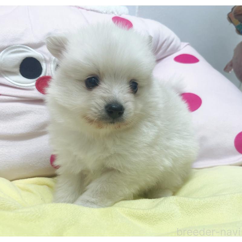 販売中の東京都のミックス犬-449080の3枚目