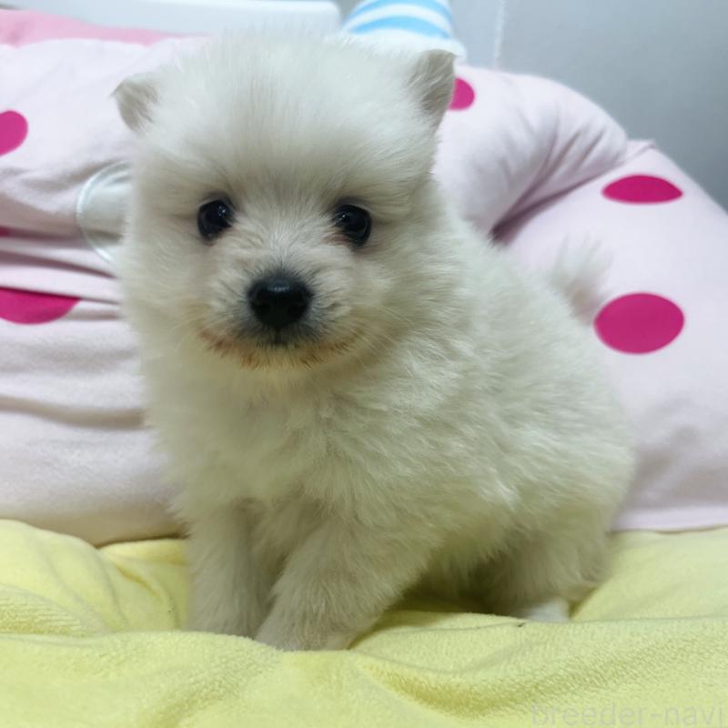 販売中の東京都のミックス犬-449080の2枚目