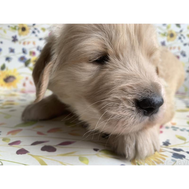 販売中の鹿児島県のゴールデンレトリーバー-449081の3枚目