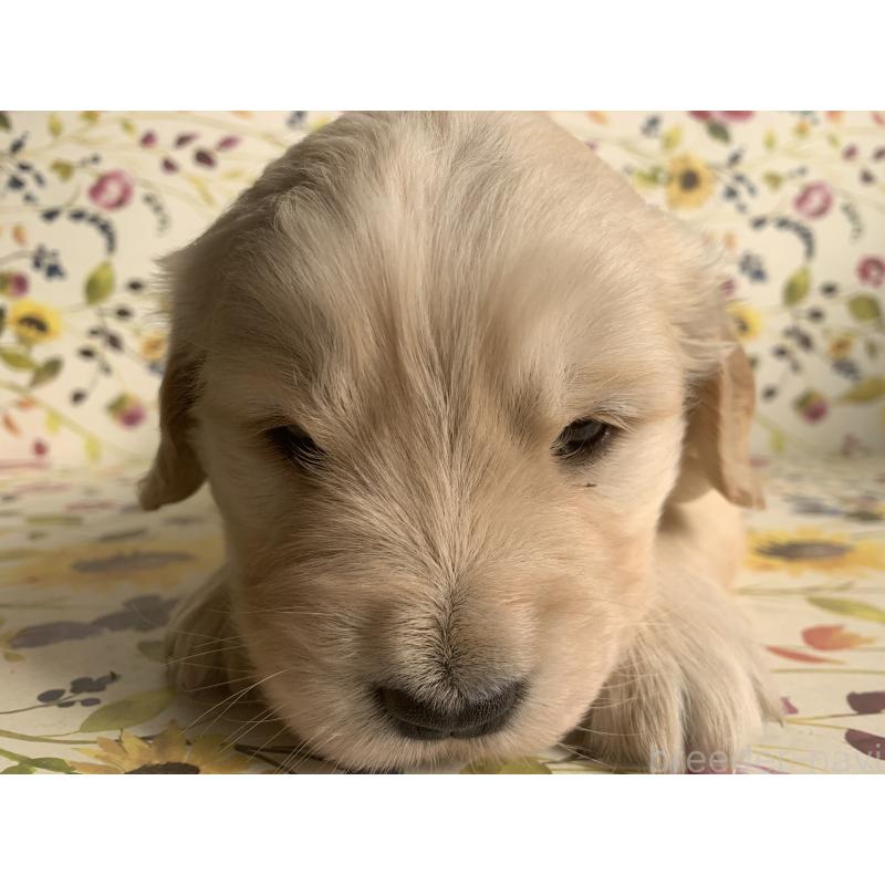 販売中の鹿児島県のゴールデンレトリーバー-449082の3枚目