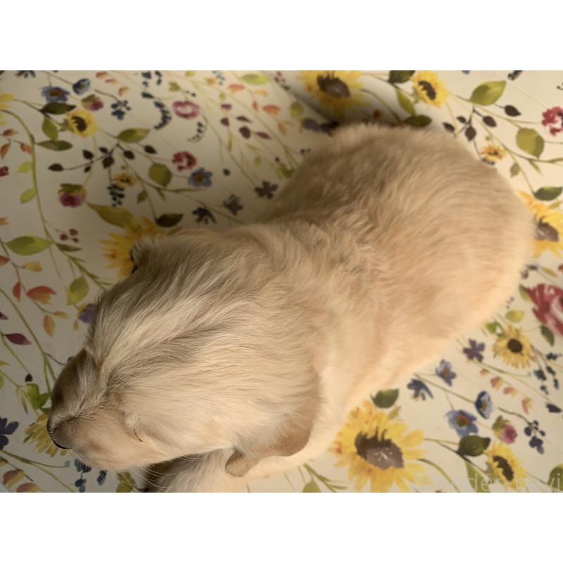 販売中の鹿児島県のゴールデンレトリーバー-449082の2枚目