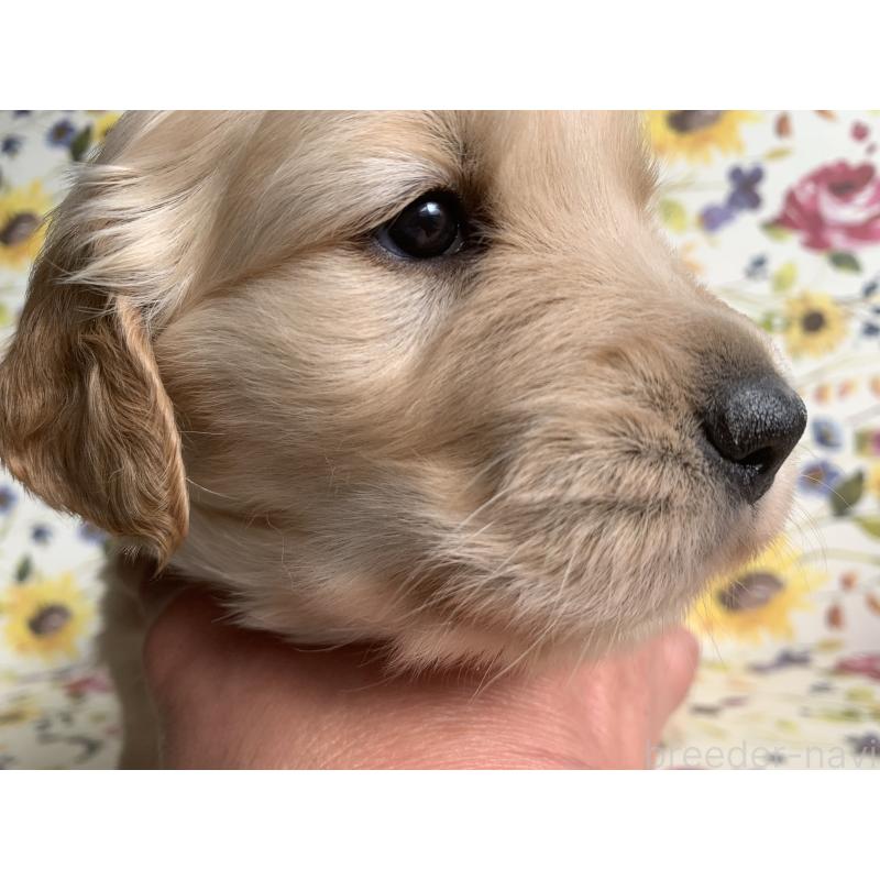 販売中の鹿児島県のゴールデンレトリーバー-449083の3枚目