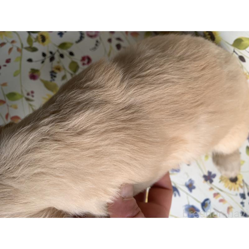 販売中の鹿児島県のゴールデンレトリーバー-449083の2枚目