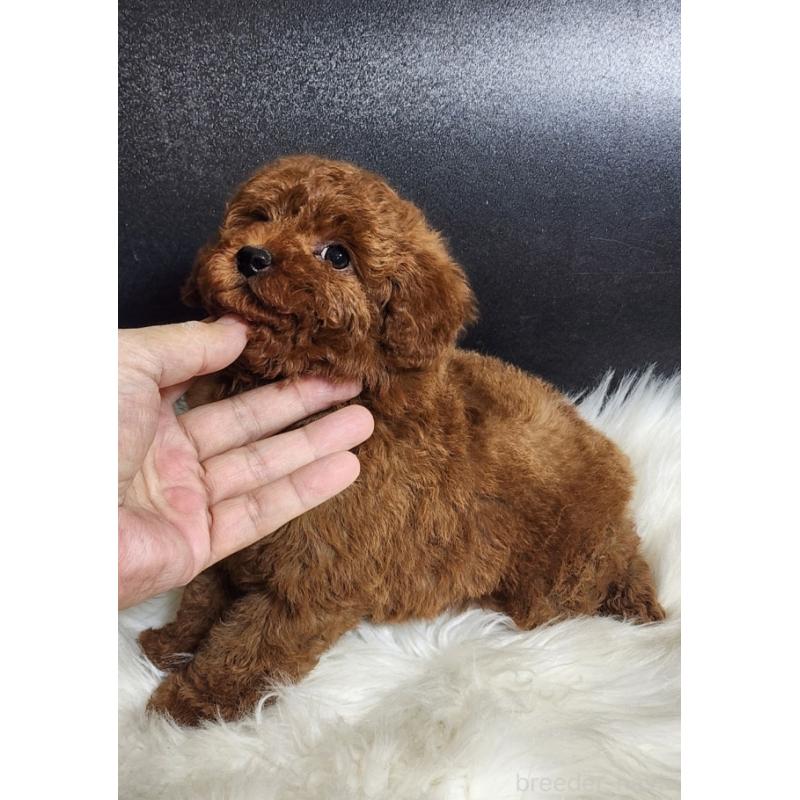 販売中の群馬県のトイプードル-449084の5枚目