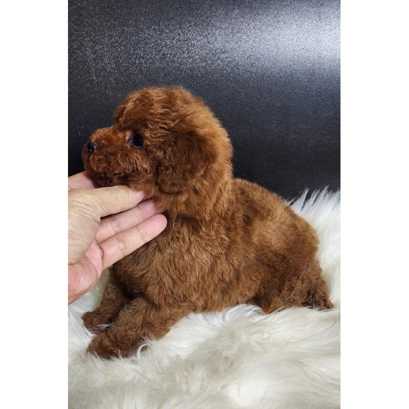 販売中の群馬県のトイプードル-449084の4枚目