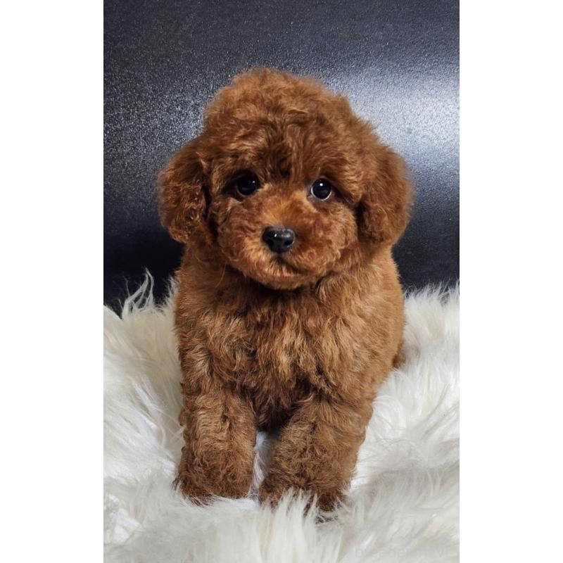 販売中の群馬県のトイプードル-449084の3枚目