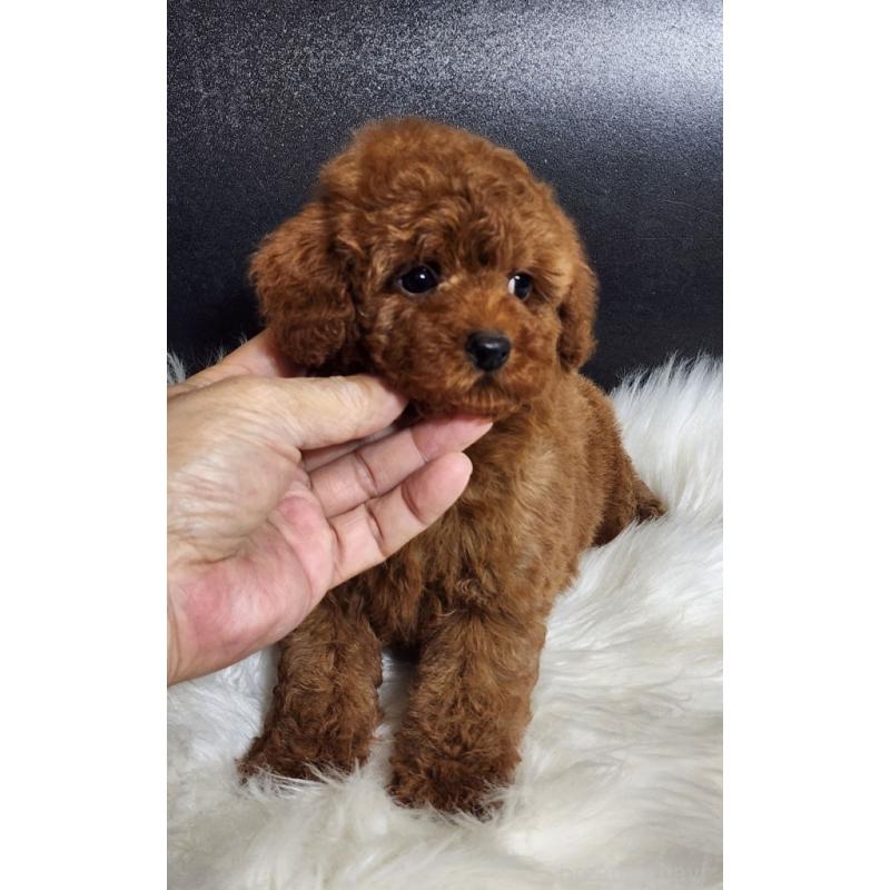 販売中の群馬県のトイプードル-449084の2枚目