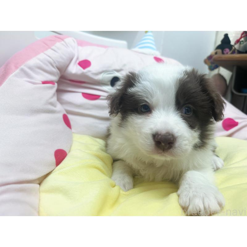 販売中の東京都のボーダーコリー-449085の7枚目