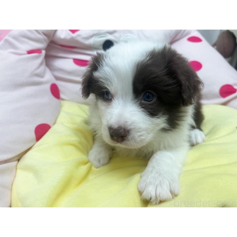 販売中の東京都のボーダーコリー-449085の6枚目