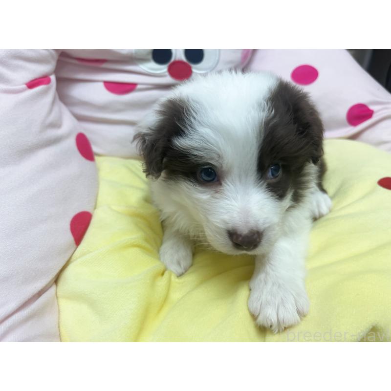 販売中の東京都のボーダーコリー-449085の5枚目