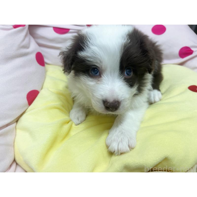 販売中の東京都のボーダーコリー-449085の4枚目