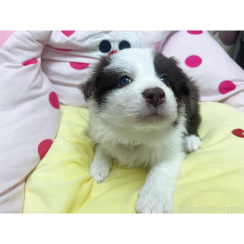 販売中の東京都のボーダーコリー-449085の3枚目