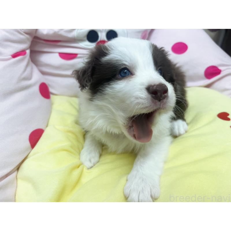 販売中の東京都のボーダーコリー-449085の2枚目