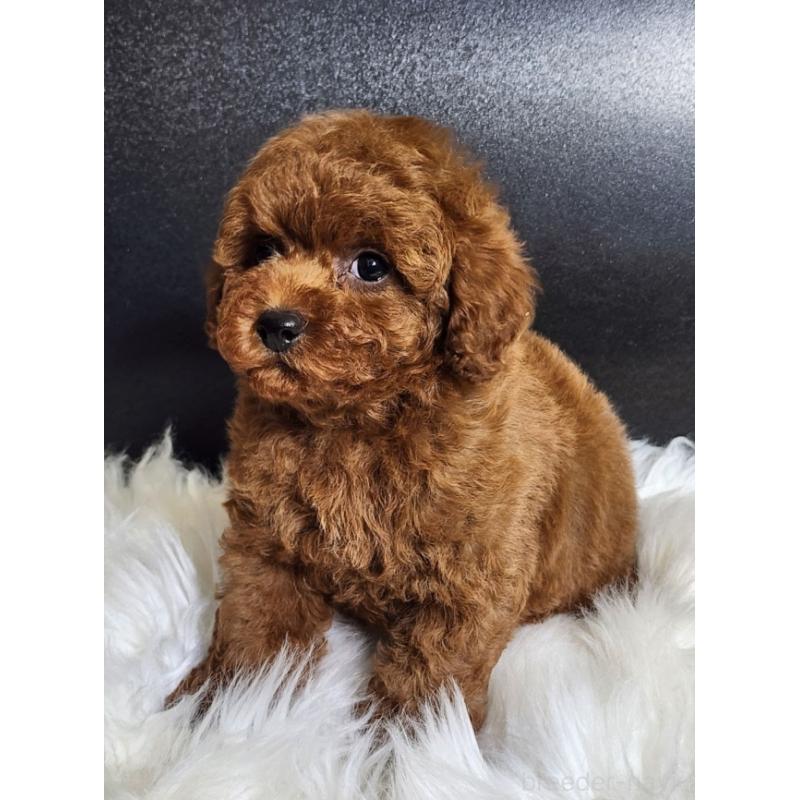 販売中の群馬県のトイプードル-449086の5枚目