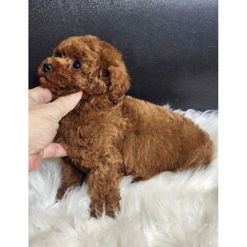 販売中の群馬県のトイプードル-449086の4枚目