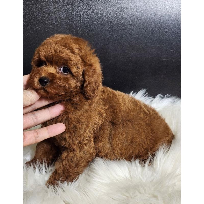 販売中の群馬県のトイプードル-449086の2枚目