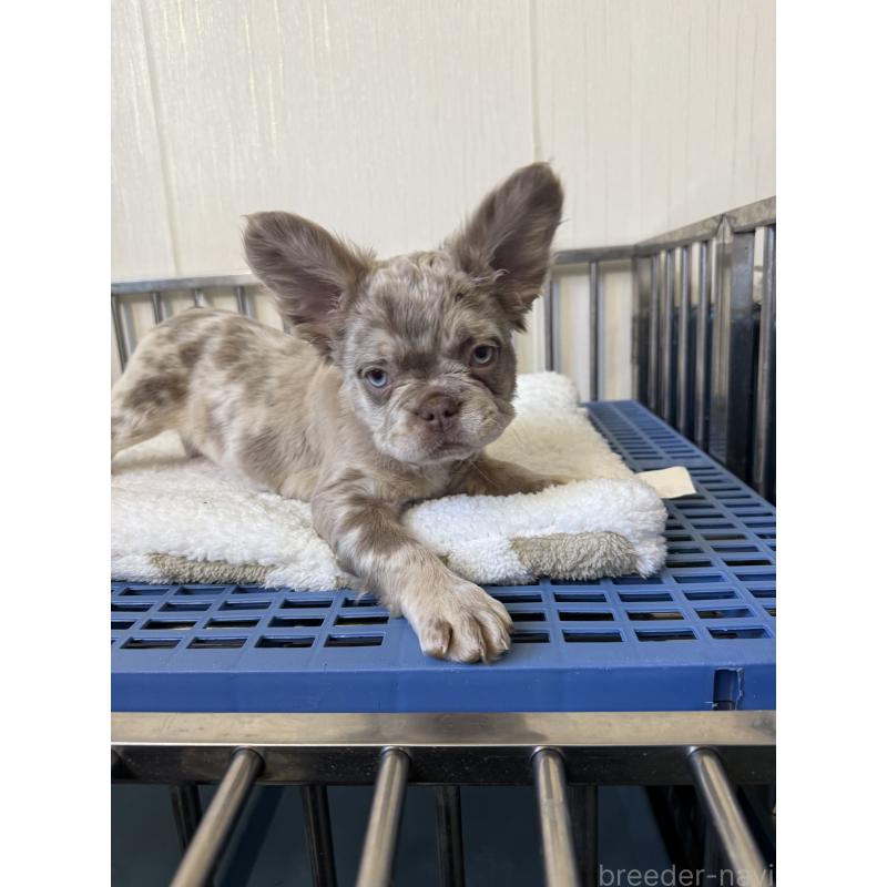 販売中の茨城県のフレンチブルドッグ-438085の6枚目