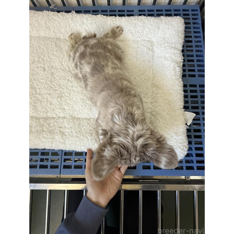 販売中の茨城県のフレンチブルドッグ-438085の5枚目