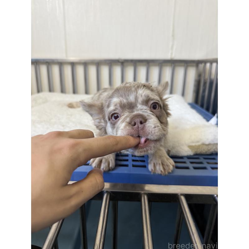 販売中の茨城県のフレンチブルドッグ-438085の4枚目