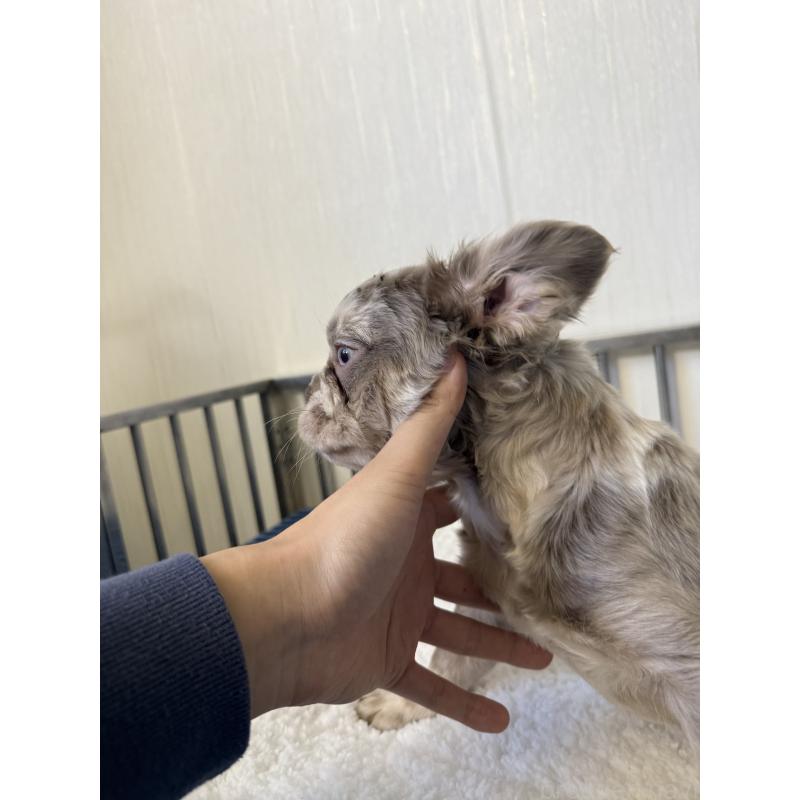 販売中の茨城県のフレンチブルドッグ-438085の3枚目