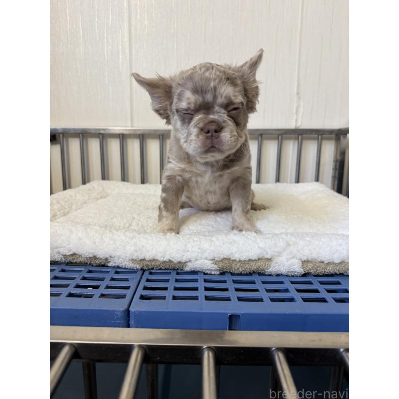 販売中の茨城県のフレンチブルドッグ-438085の2枚目