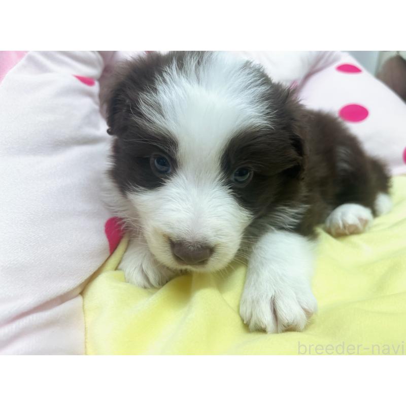 販売中の東京都のボーダーコリー-449088の8枚目