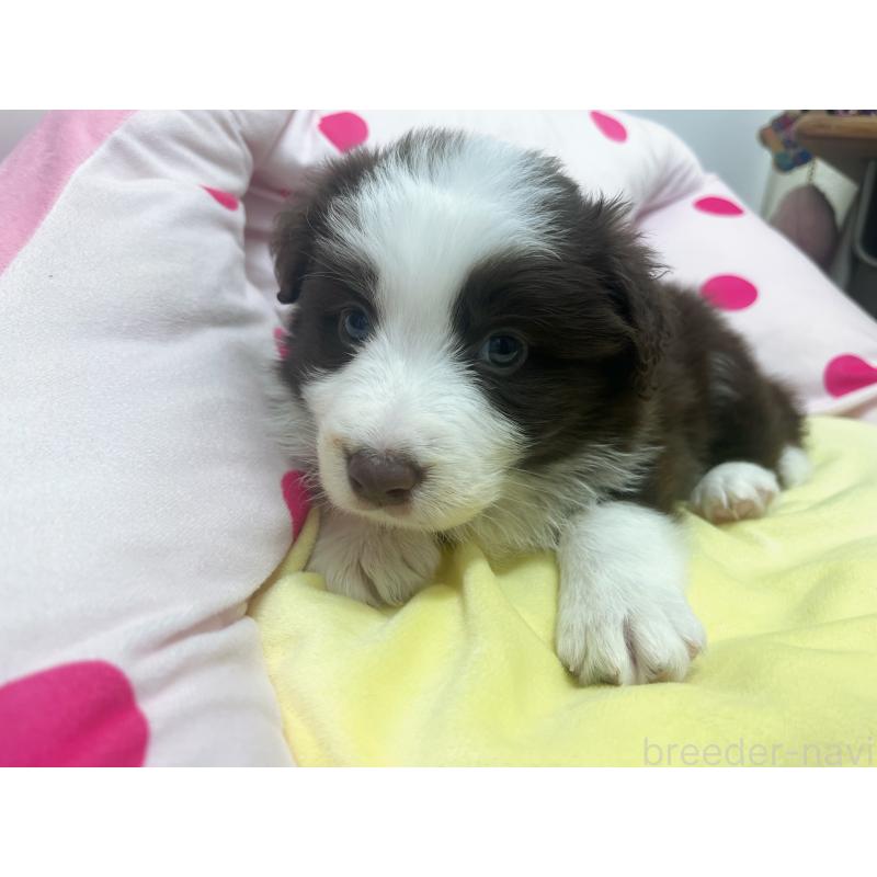 販売中の東京都のボーダーコリー-449088の7枚目