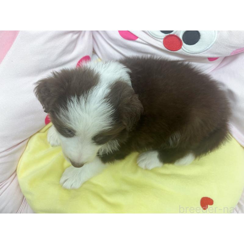 販売中の東京都のボーダーコリー-449088の6枚目