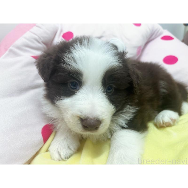 販売中の東京都のボーダーコリー-449088の5枚目