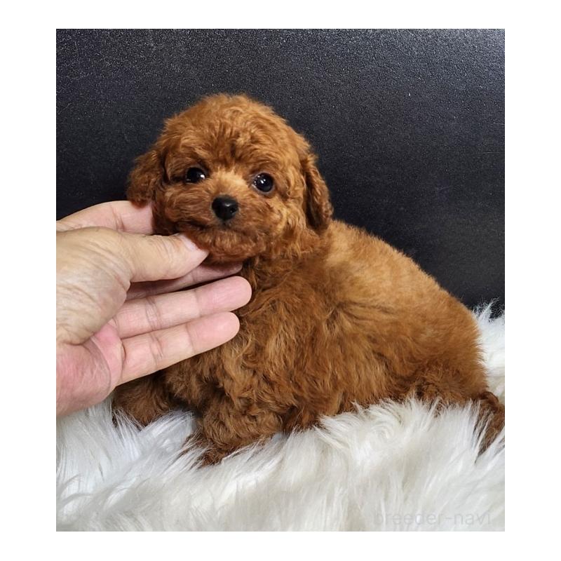 販売中の群馬県のトイプードル-449087の5枚目