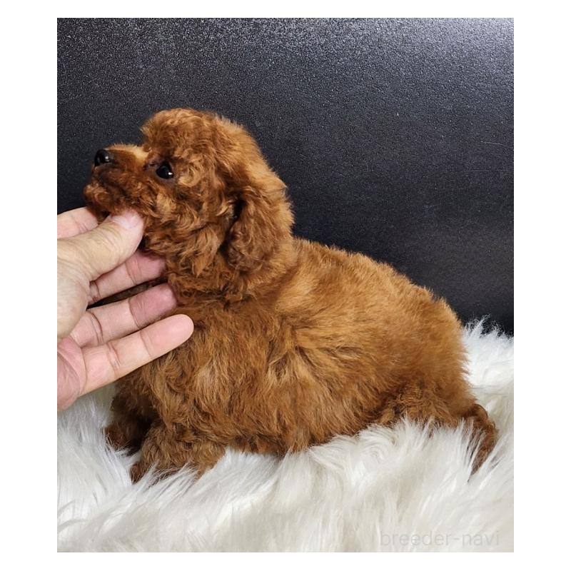 販売中の群馬県のトイプードル-449087の4枚目