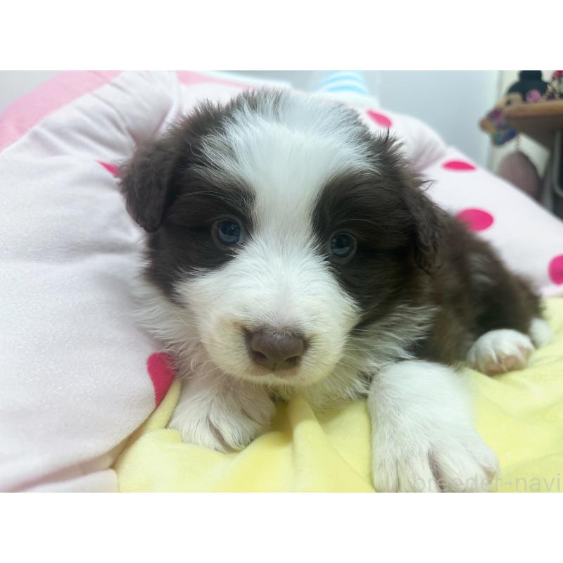 販売中の東京都のボーダーコリー-449088の4枚目