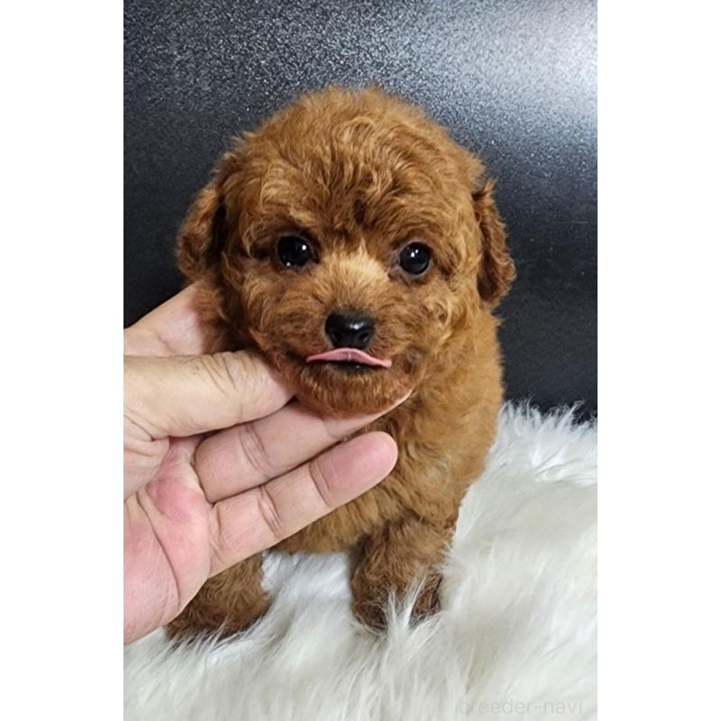 販売中の群馬県のトイプードル-449087の3枚目