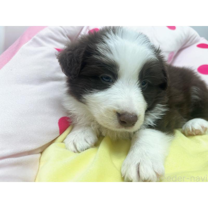 販売中の東京都のボーダーコリー-449088の3枚目