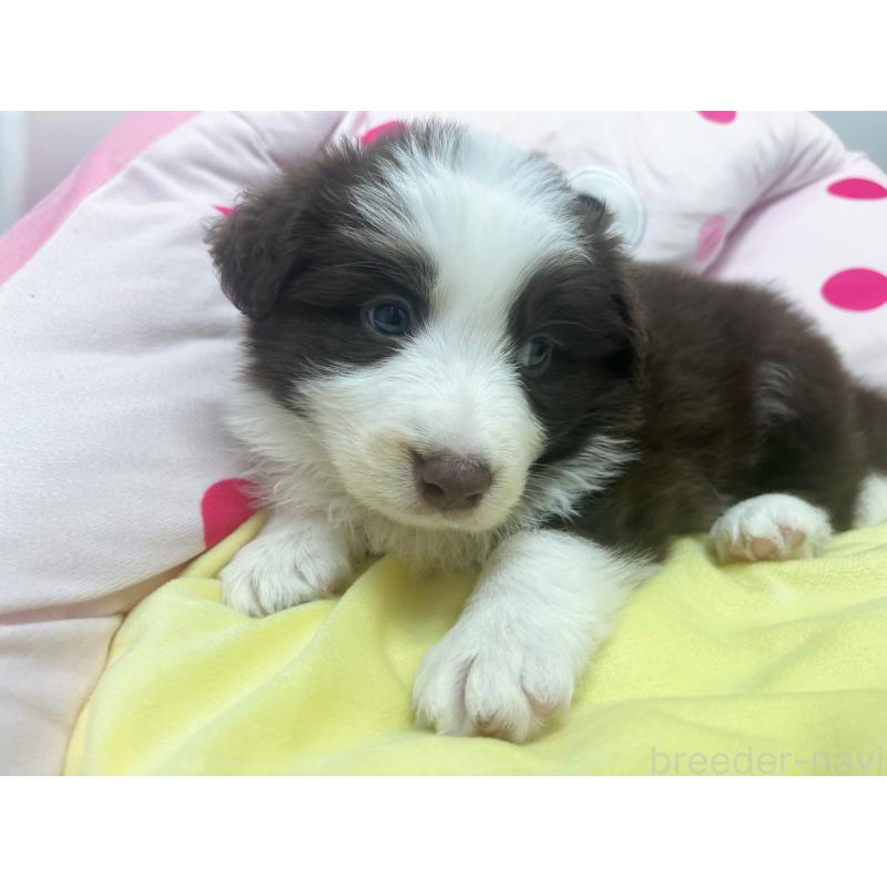 販売中の東京都のボーダーコリー-449088の2枚目