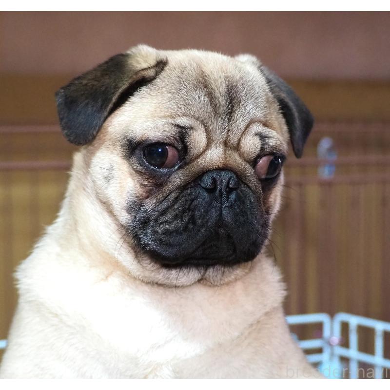 販売中の茨城県のパグ-449089の5枚目