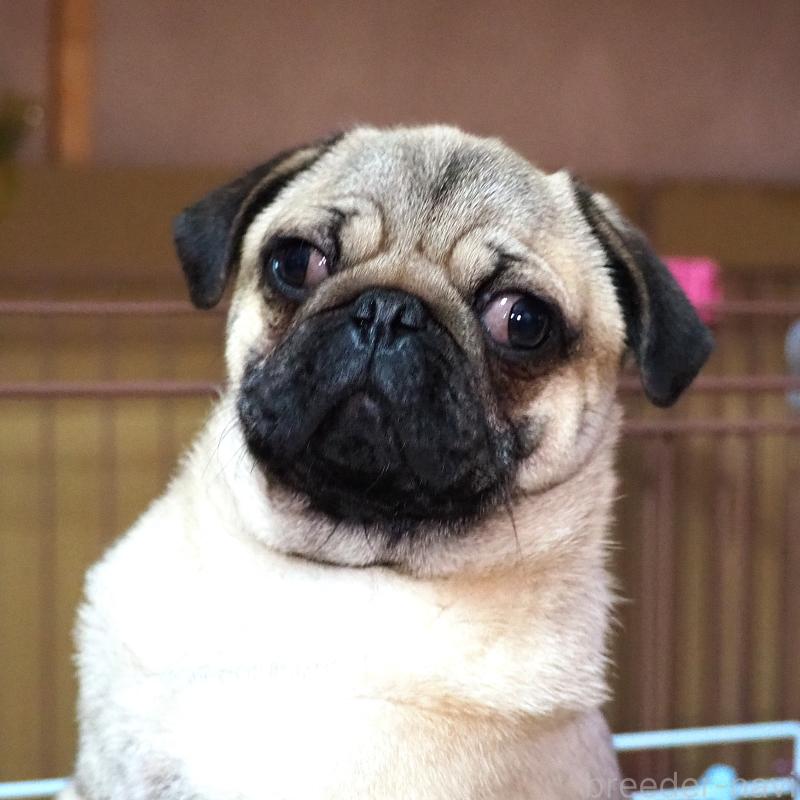 販売中の茨城県のパグ-449089の4枚目