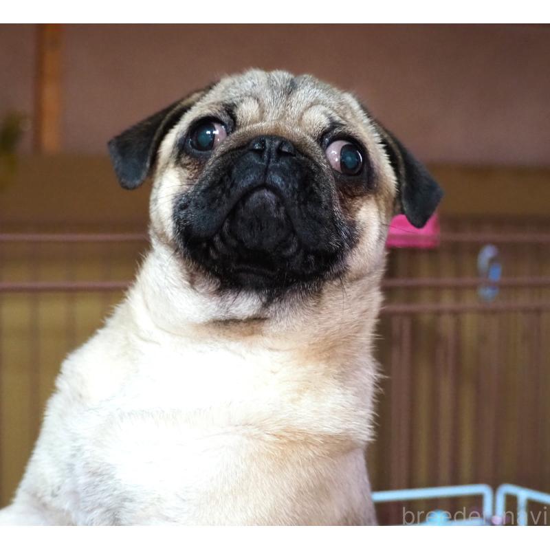 販売中の茨城県のパグ-449089の3枚目