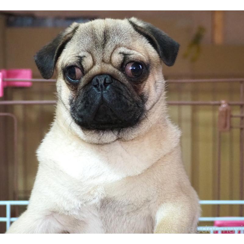 販売中の茨城県のパグ-449089の2枚目