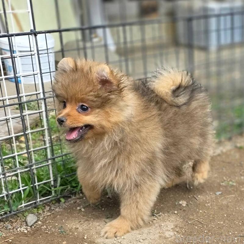 販売中の茨城県のポメラニアン-439499の12枚目