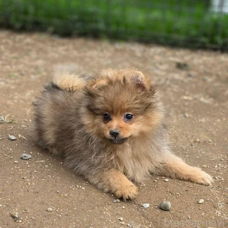 販売中の茨城県のポメラニアン-439499の11枚目