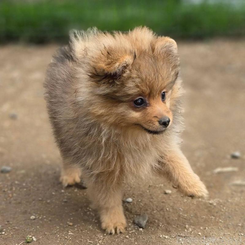 販売中の茨城県のポメラニアン-439499の10枚目