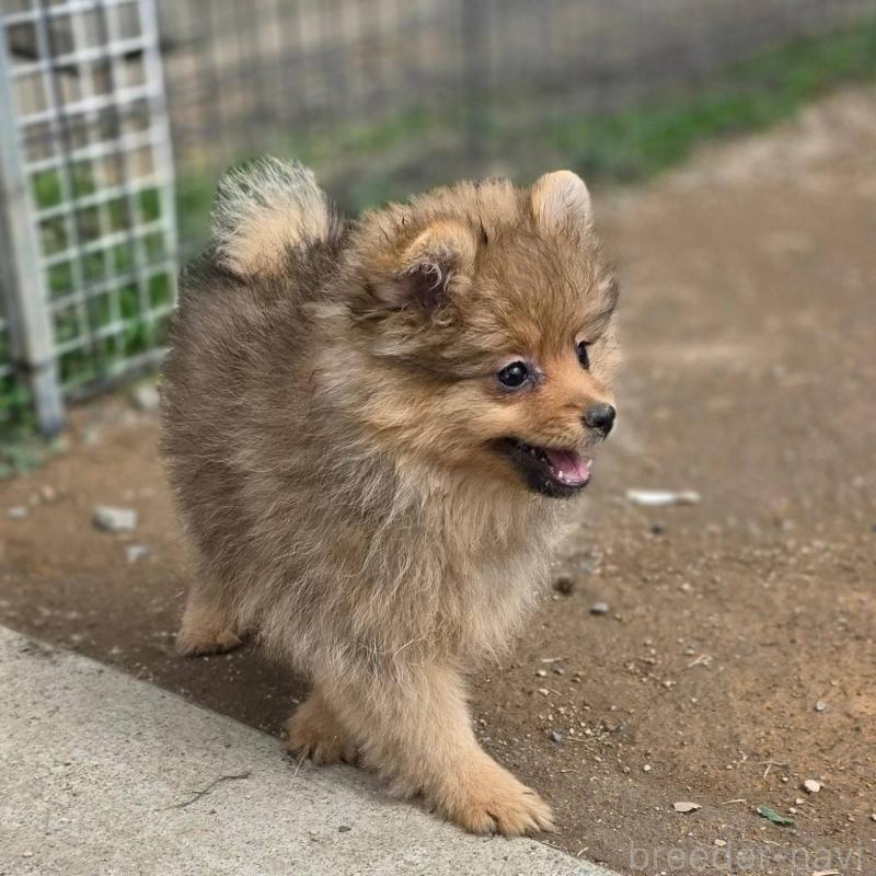 販売中の茨城県のポメラニアン-439499の1枚目