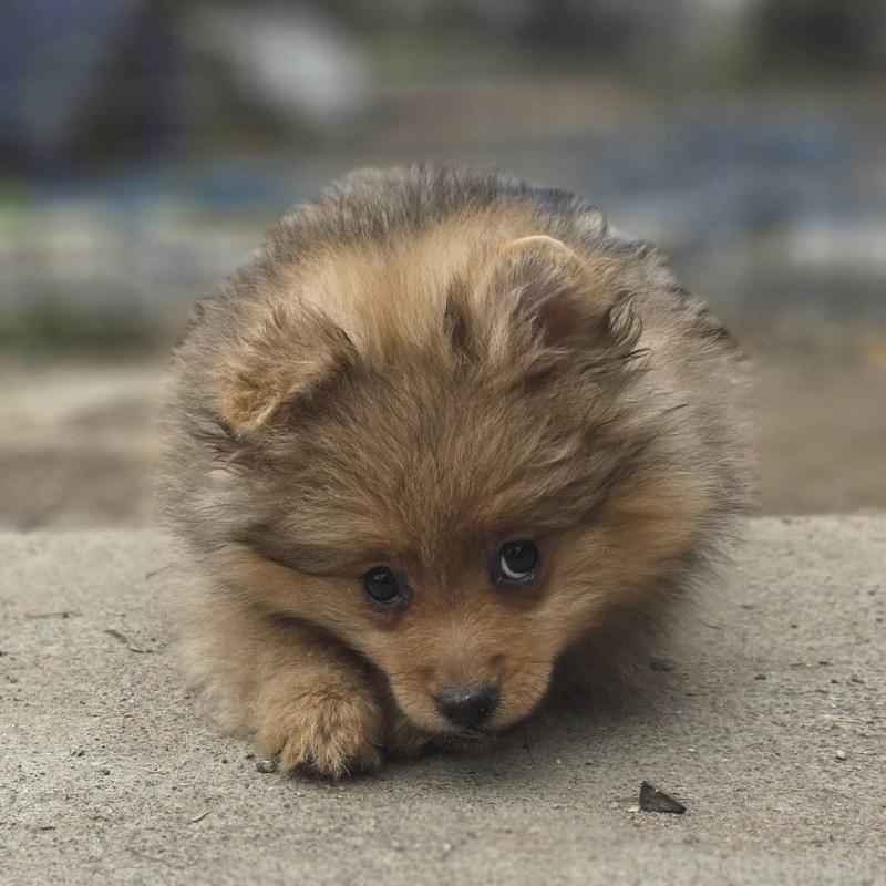 販売中の茨城県のポメラニアン-439499の7枚目