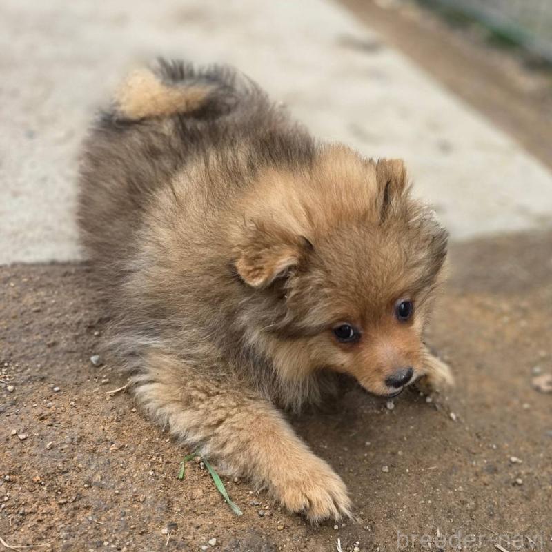 販売中の茨城県のポメラニアン-439499の6枚目